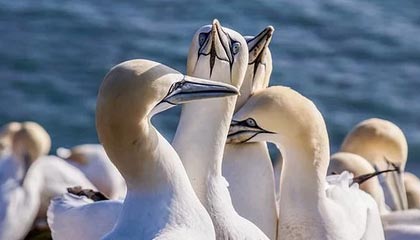 stake官方-官方:拉亚战布莱顿的指尖神扑当选英超12月最佳扑救