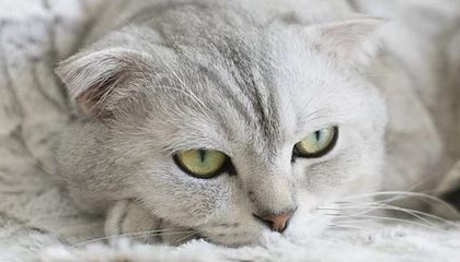 stake官方-官方：拉亚战布莱顿的指尖神扑当选英超12月最佳扑救