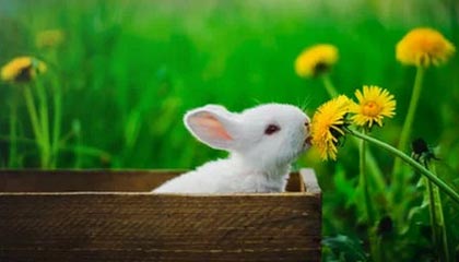 stake官方-阿德耶米门前抢点破门，拜尔横传送助攻！多特1-0领先奥格斯堡